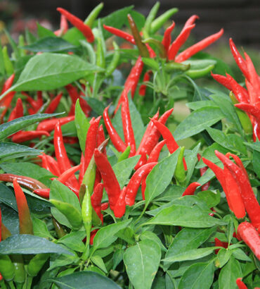 Demon F1 Chillies