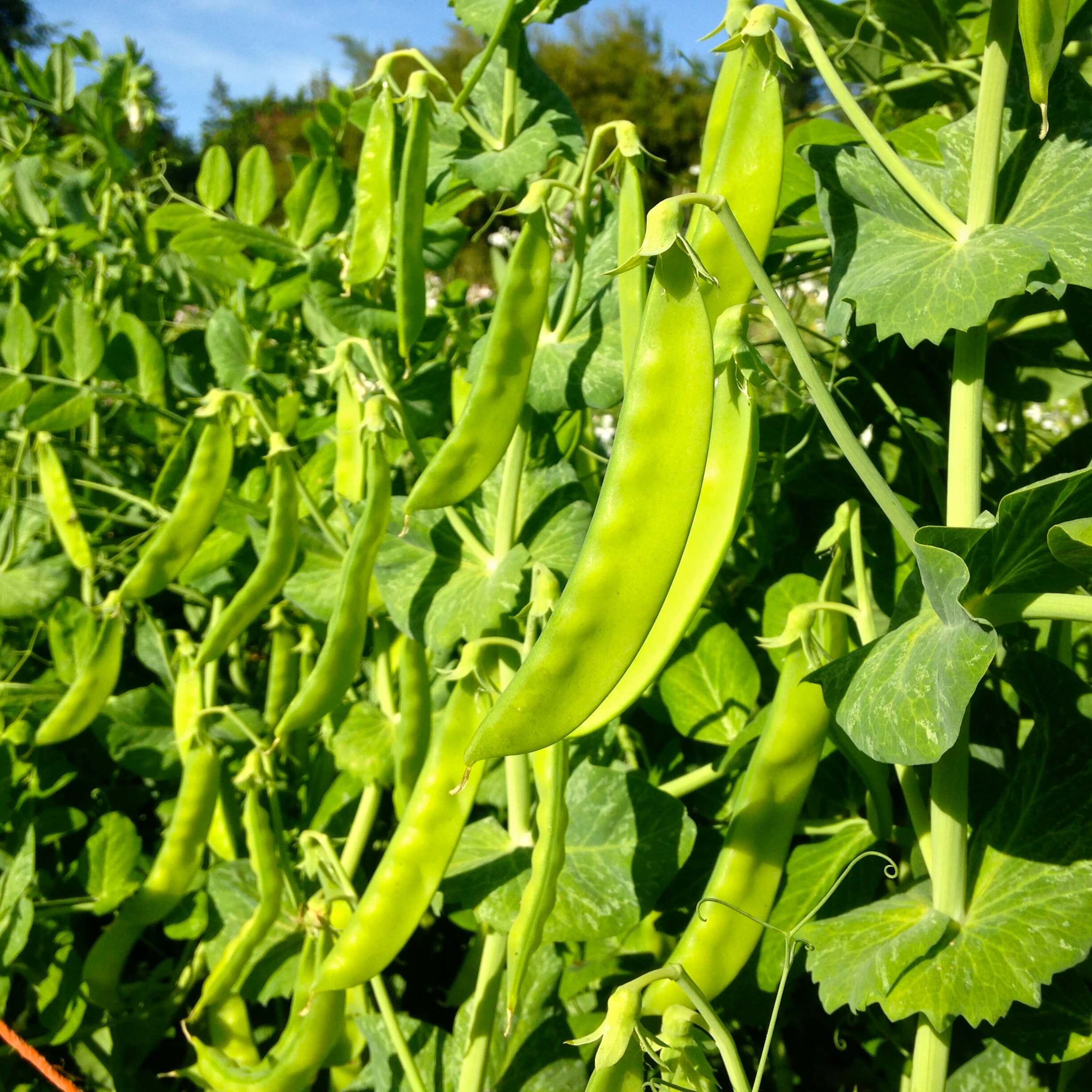 Snow Peas - Image 2