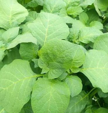 Indigenous Vegetables