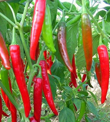 Red Thunder Chillies