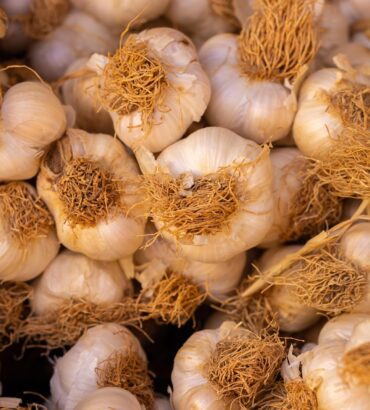 Garlic